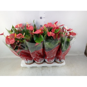 Anthurium andr. 'Esudo'
