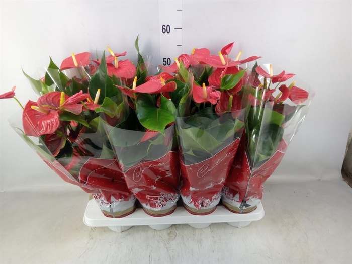 <h4>Anthurium andr. 'Esudo'</h4>