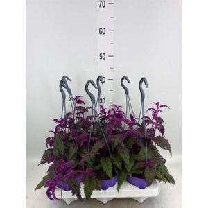 Gynura