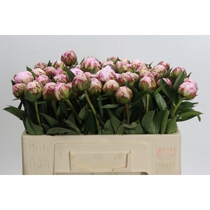 Paeonia Sarah Bernhardt