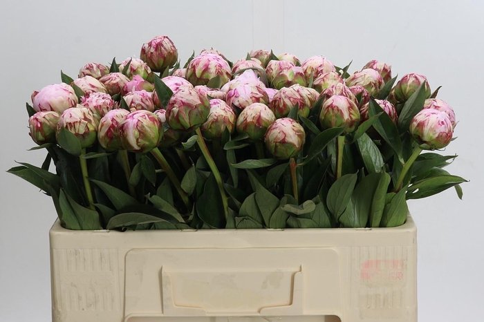 <h4>Paeonia Sarah Bernhardt</h4>