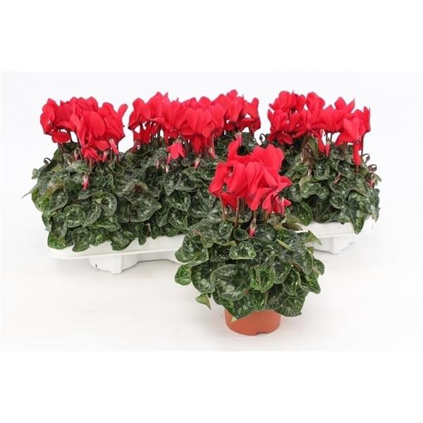<h4>Cyclamen persicum midi Super Serie Macro</h4>