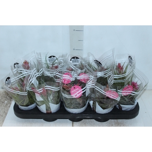 BROMELIA TILLANDSIA GEMINIFLOR P11
