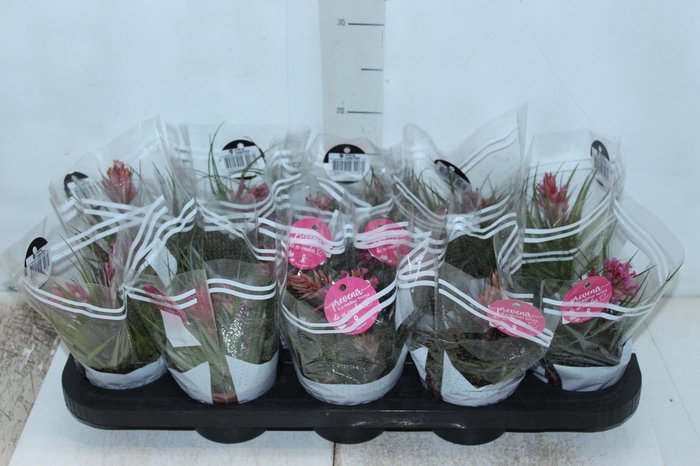<h4>BROMELIA TILLANDSIA GEMINIFLOR P11</h4>