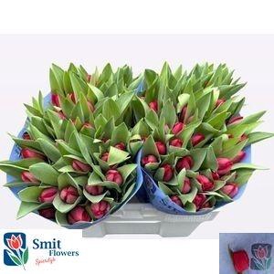 <h4>TU EN CURRY</h4>