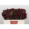 Leucadendron Saf Sunset Dark R.