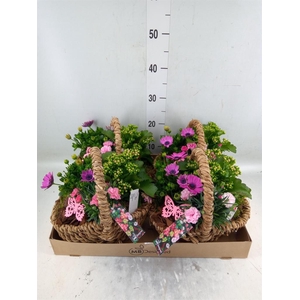 Arr.   Perkplanten L%