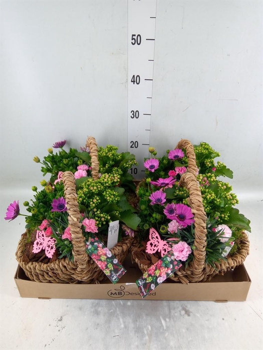 <h4>Arr.   Perkplanten L%</h4>