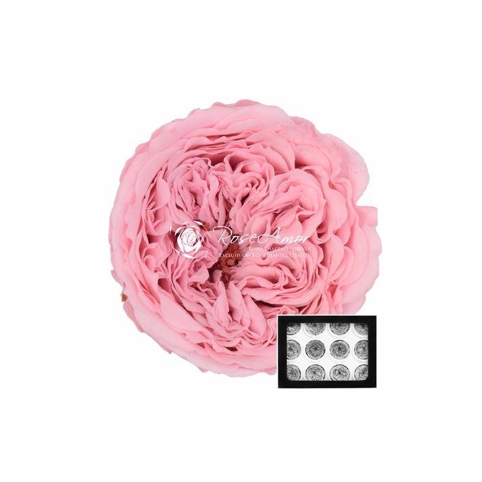 <h4>Amelia Pin04</h4>