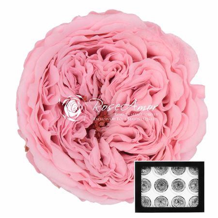 <h4>Amelia Pin04</h4>