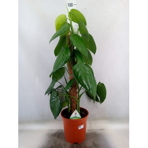 Syngonium   ...