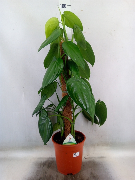 <h4>Syngonium   ...</h4>
