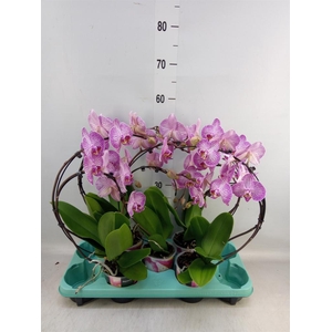 Phalaenopsis   ...
