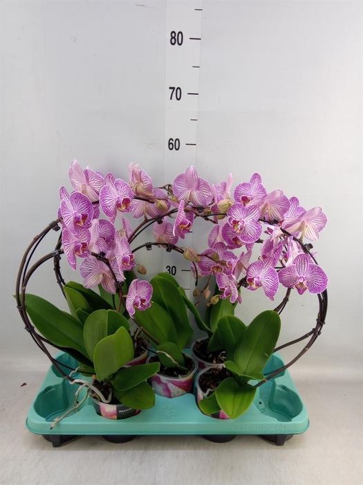 <h4>Phalaenopsis ...</h4>