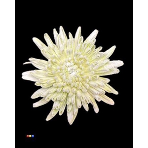 Chr G Ana Snow Lime Green