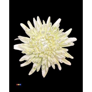 Chr G Ana Snow Lime Green