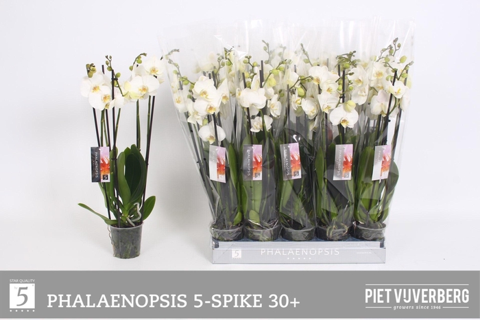 <h4>PHAL OV WIT</h4>
