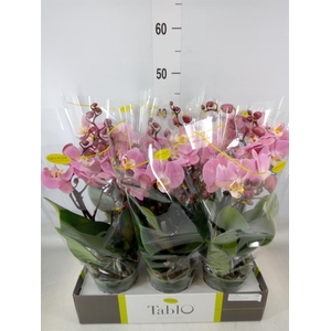 Phalaenopsis   ...rose