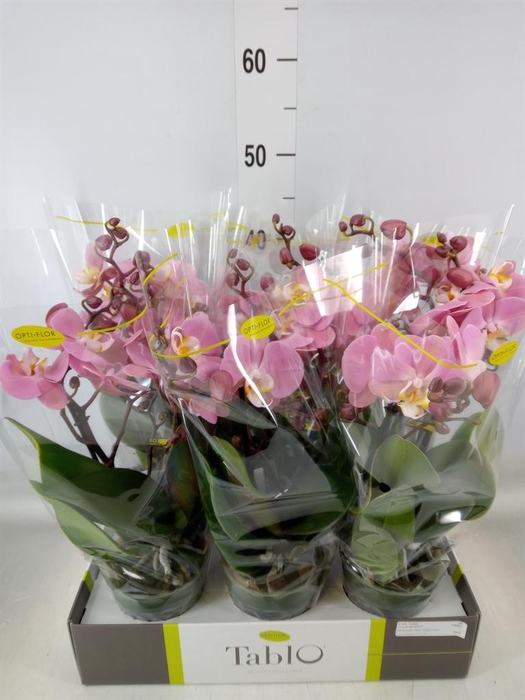<h4>Phalaenopsis   ...rose</h4>