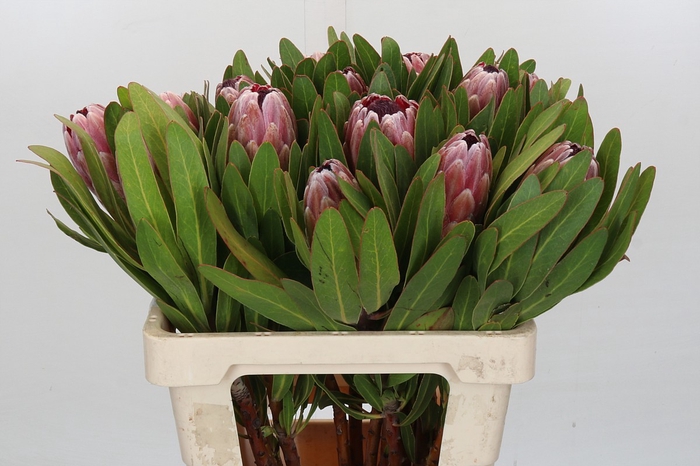 <h4>Protea Pink Ice</h4>