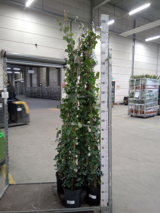 <h4>Hedera hibernica</h4>