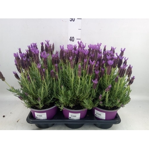 Lavandula stoec.