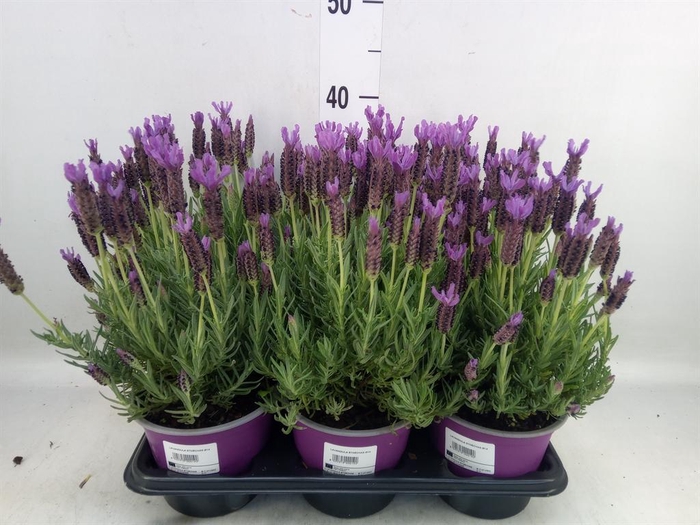 <h4>Lavandula stoec.</h4>