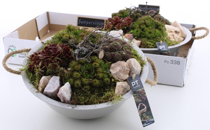 <h4>ARR SEMPERVIVUM</h4>