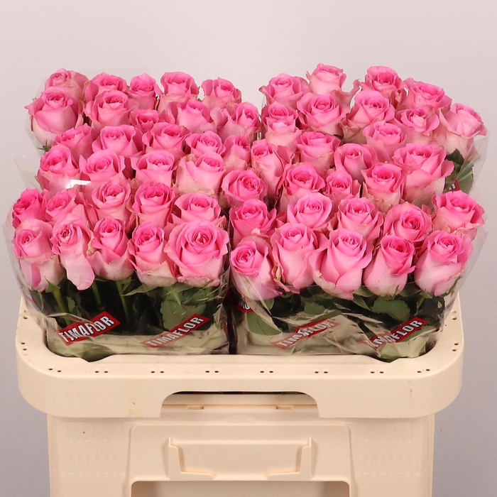 <h4>R GR REVIVAL</h4>