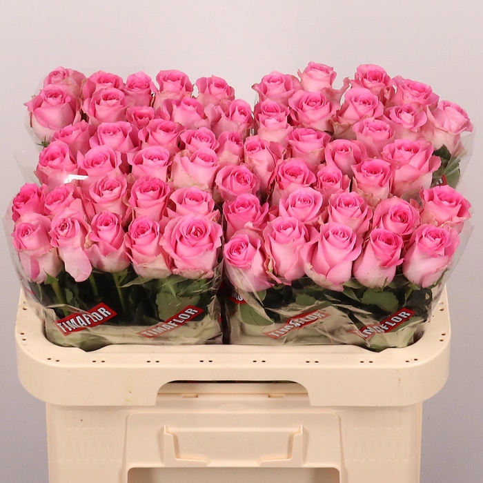 <h4>R GR REVIVAL</h4>