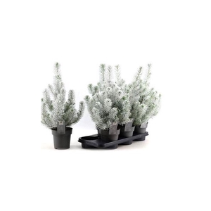 Pinus Silver Crest Snow