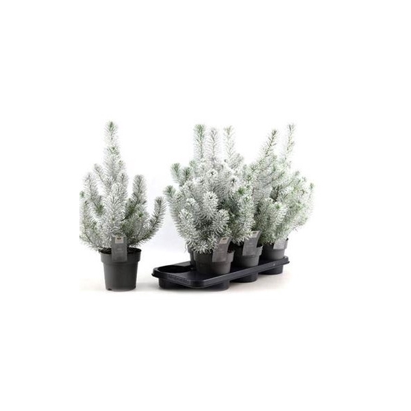 <h4>Pinus Silver Crest Snow</h4>