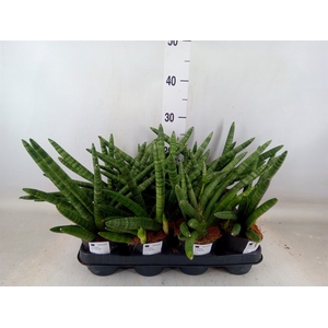 Sansevieria cyl.  ...
