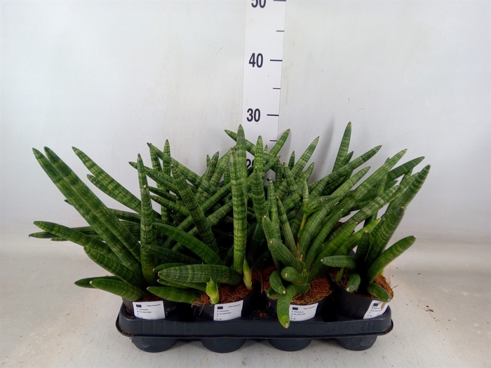 <h4>Sansevieria cyl.  ...</h4>