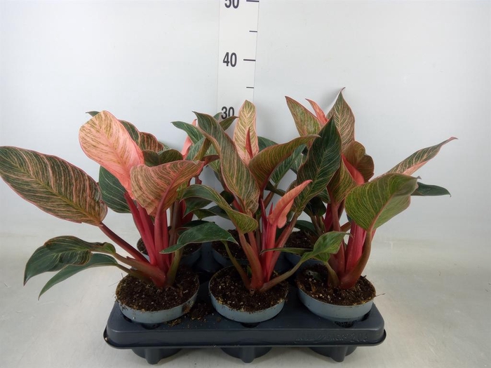 <h4>Philodendron ...</h4>