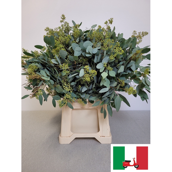 <h4>EUC POP BES PB</h4>