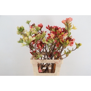 RHODO. MIXED 065CM