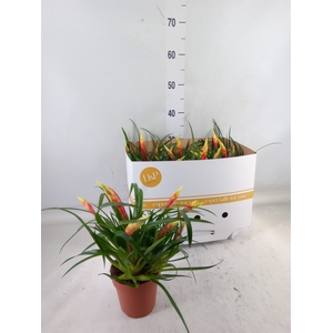 Vriesea  'Shannon'
