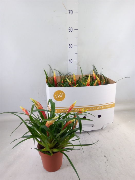 <h4>Vriesea  'Shannon'</h4>