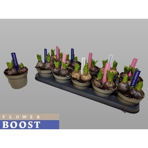 HYACIN PEAR GEM 3 KL