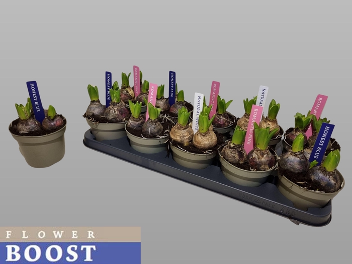 <h4>HYACIN PEAR GEM 3 KL</h4>