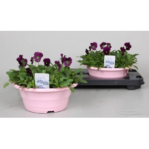 VIO CO P PRO VIOLET