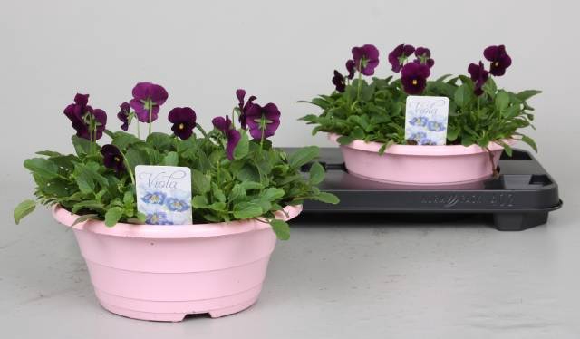 <h4>VIO CO P PRO VIOLET</h4>