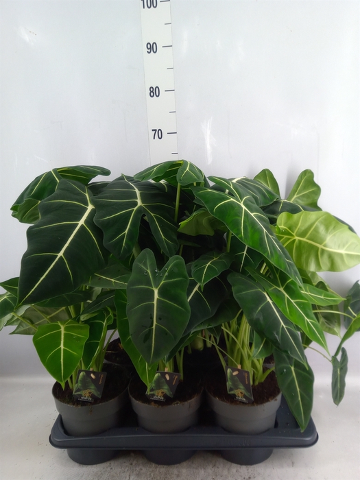 <h4>Alocasia   ...</h4>