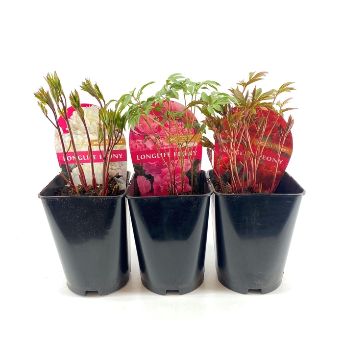<h4>Paeonia Premium Longlife 26CM Rood</h4>