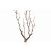 Syringa Branch Extra Monteverdi