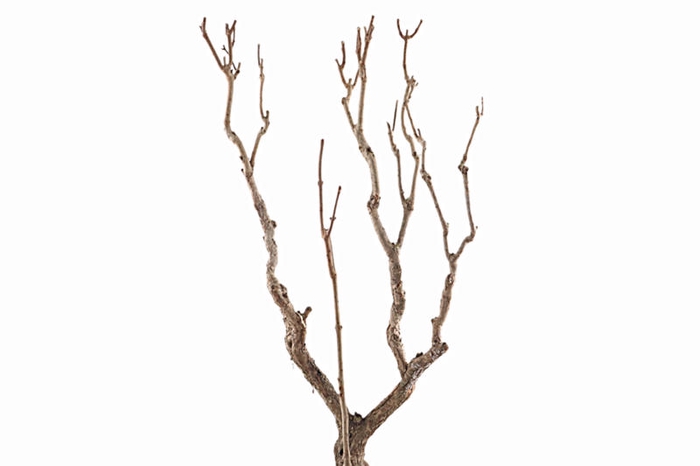 Syringa Branch Extra Monteverdi