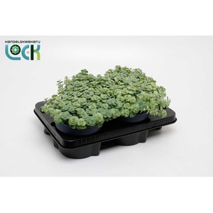 Sedum Siebolii