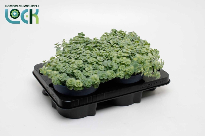 <h4>Sedum Siebolii</h4>