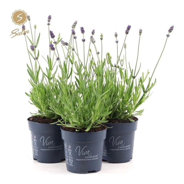 <h4>Viva Lavandula ang. 'Felice'® Collection P10</h4>